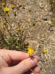 Crepis setosa