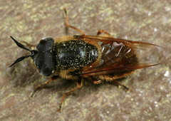 Callicera erratica