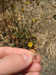 Crepis setosa