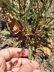Crepis setosa