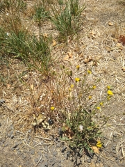 Crepis setosa