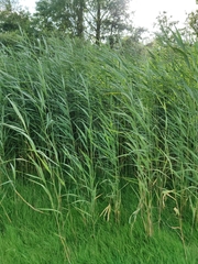 Phragmites australis