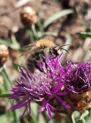 Bombus humilis