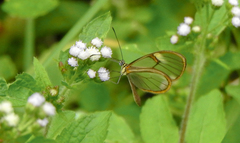 Episcada hymenaea hymenaea