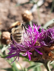 Bombus humilis