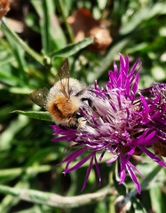 Bombus humilis