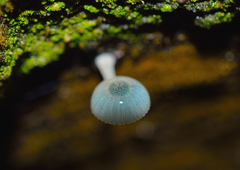 Mycena cyanocephala