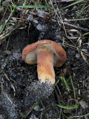 Lactifluus rugatus
