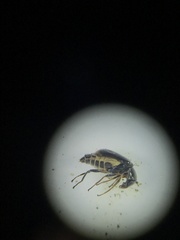 Attalus terminalis