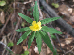 Anemonoides uralensis