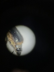 Attalus terminalis