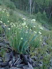Allium altaicum