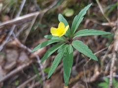 Anemonoides uralensis