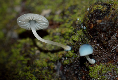 Mycena cyanocephala