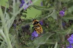 Bombus borealis