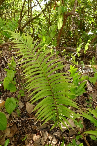 Strophocaulon invisum