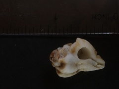 Maxwellia santarosana