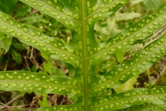 Microsorum scolopendria