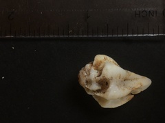 Maxwellia santarosana