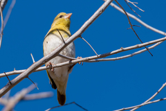 Ploceus velatus caurinus