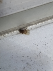 Minettia tabidiventris