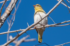 Ploceus velatus caurinus