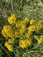 Jacobaea vulgaris