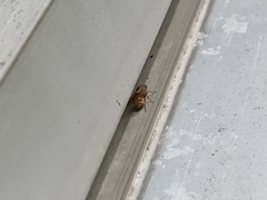 Minettia tabidiventris