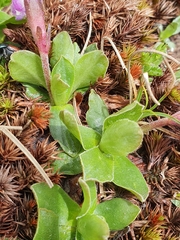 Primula integrifolia