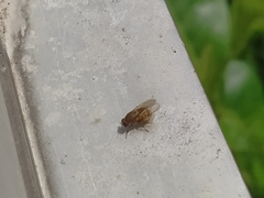 Minettia tabidiventris