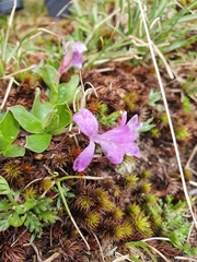 Primula integrifolia