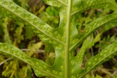 Microsorum scolopendria