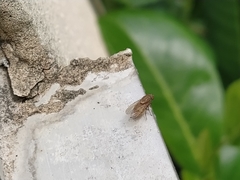 Minettia tabidiventris