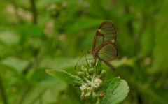 Episcada hymenaea hymenaea