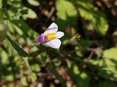 Mazus surculosus