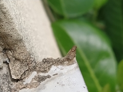 Minettia tabidiventris