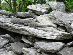 Nerodia sipedon insularum