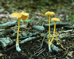 Entoloma unicolor