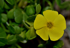 Oxalis carnosa