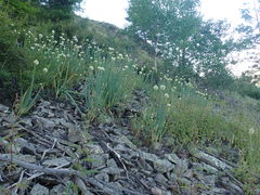 Allium altaicum