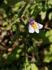 Mazus surculosus