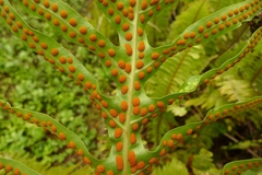 Microsorum scolopendria