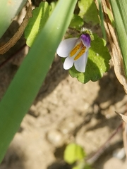 Mazus surculosus