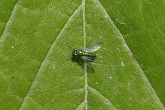 Condylostylus flavipes