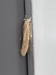 Limnaecia phragmitella