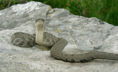 Nerodia sipedon insularum