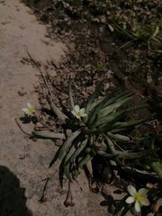 Phemeranthus napiformis