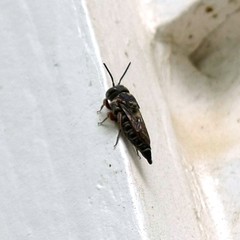 Synocoelioxys