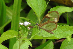 Episcada hymenaea hymenaea