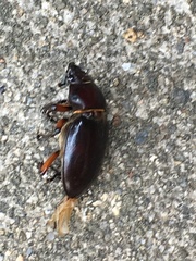 Lucanus